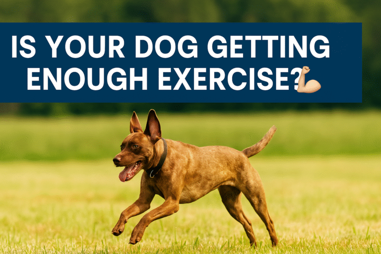 Is Your Dog Getting Enough Exercise?